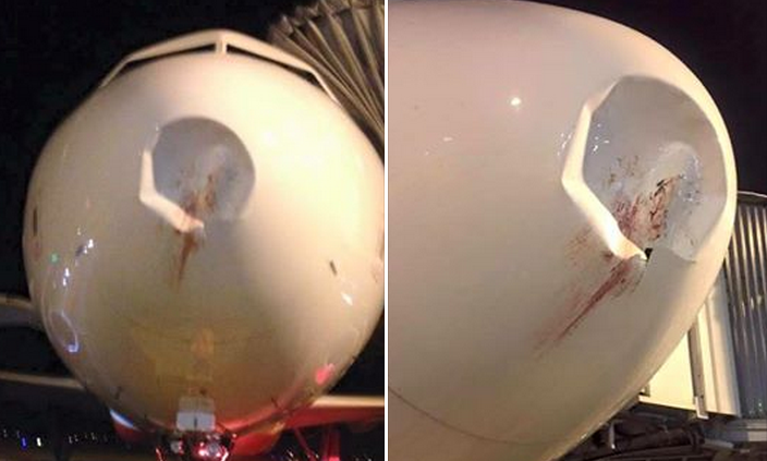 Hiện trạng máy bay Vietjet bị lõm sâu phần mũi do bị chim va vào. Ảnh: FB