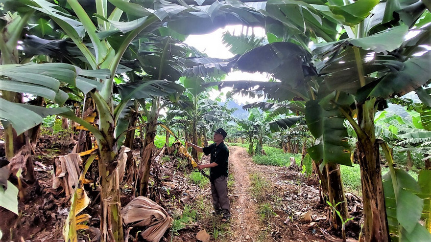 Chuyện về những gia đình người Mông ở vùng biên thu nhập 400-500 triệu đồng/năm