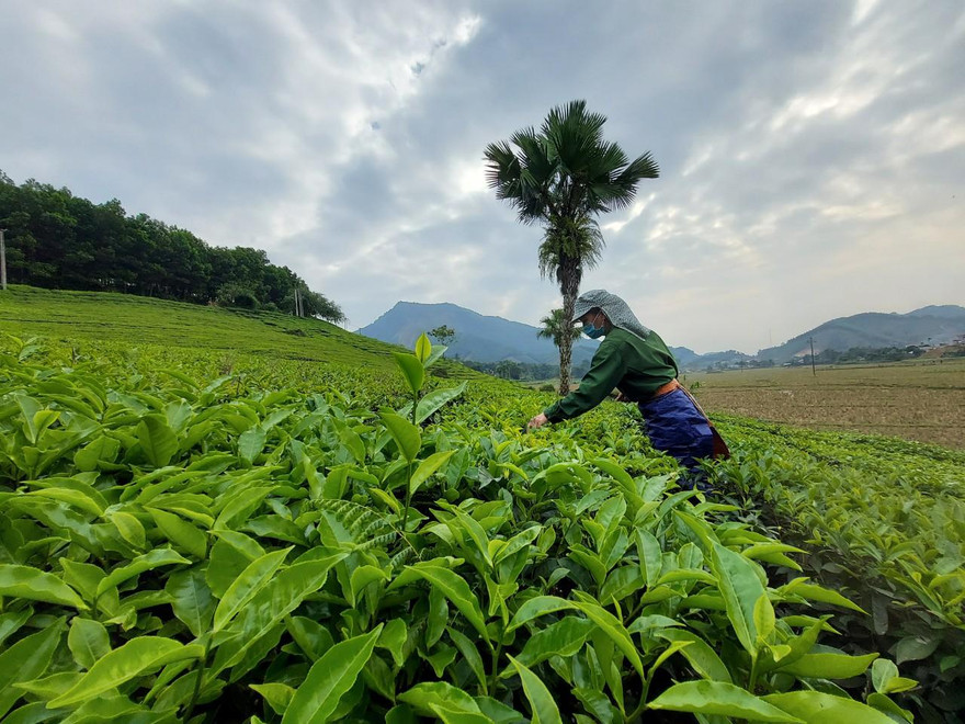 Mê mẩn những đồi chè xanh mướt ở Phú Thọ