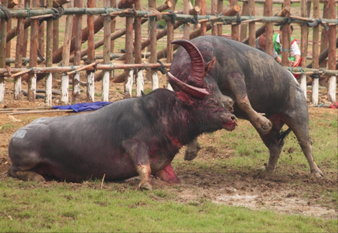 Chọi trâu Hải Lựu là một trong số điểm nóng mỗi mùa lễ hội 