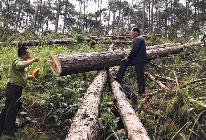 Thông bị đốn hàng loạt Ảnh: K.A