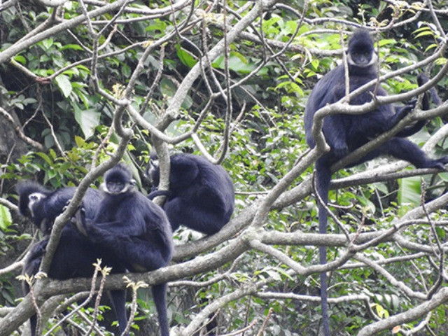 Bỏ quy hoạch mỏ đá để bảo vệ đàn voọc quý hiếm 