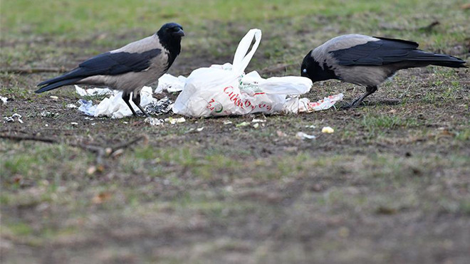 Bị tù vì vứt rác bừa bãi