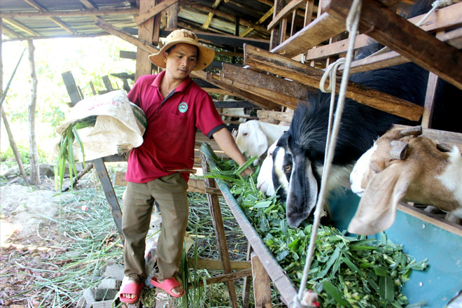 Kỹ sư Y Knáp bên đàn dê của mình