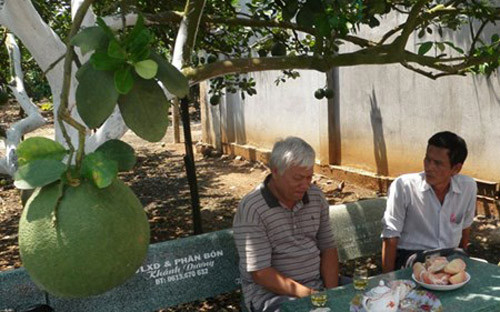 Mỗi ha bưởi da xanh có thể giúp ông Sáng thu được cả tỷ đồng.