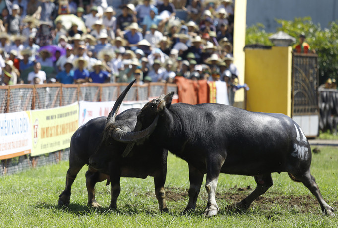 Một trận đấu chọi trâu Đồ Sơn-Hải Phòng ngày 28/9/2017. Ảnh: Như Ý.