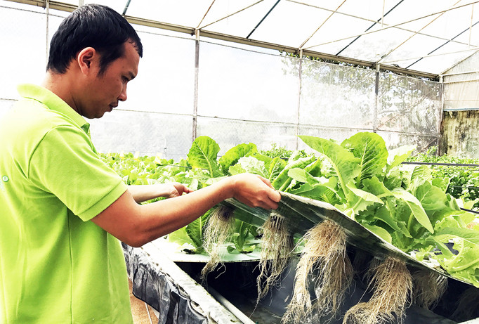 Rau khí canh ở Langbiang Farm.