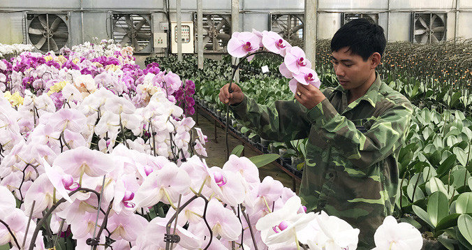 Công ty Trường Hoàng nhập nhiều giống lan hồ điệp mới.