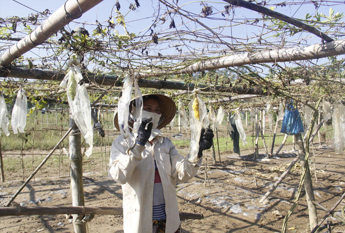 Giàn mướp đang vụ thu của một hộ dân thôn Thạch Nham Tây (xã Hòa Nhơn) đã chết sạch, trái bị nước lũ ngâm thối rữa. Ảnh: Thanh Trần.