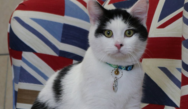 “Nhà ngoại giao mèo” Lawrence.