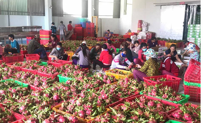 Xuất khẩu Thanh Long đạt giá trị cao. Ảnh: Hồng Vĩnh.