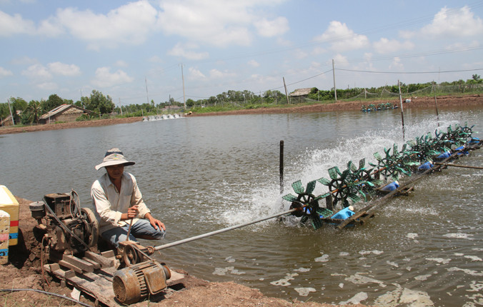 Cấp điện nuôi tôm cho người dân tại Trà Vinh.