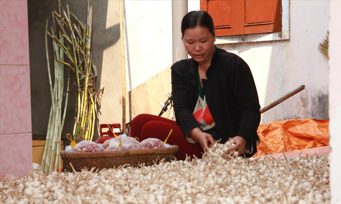 Tỏi Lý Sơn đã trở thành thương hiệu, sản phẩm đặc trưng nhưng đang đứng trước nguy cơ biến mất.