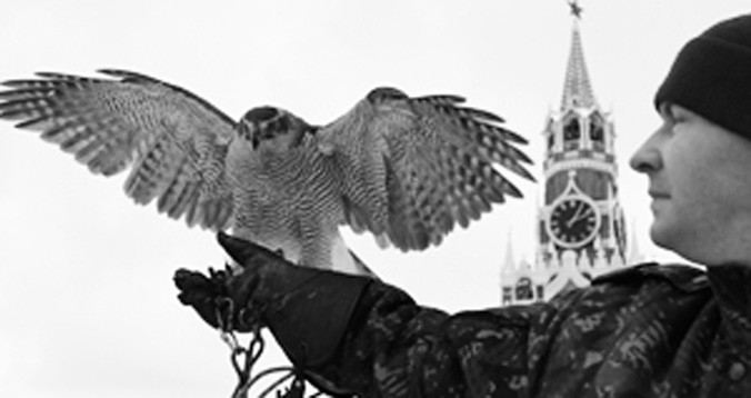 Diều hâu tham gia bảo vệ Kremli.