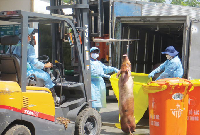 Chuẩn bị tiêu hủy heo “an thần” ở bãi rác Đông Thạnh.