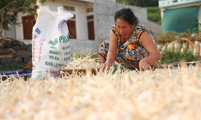 Nông dân Lý Sơn phân loại tỏi sau thu hoạch. Ảnh: N.Thành.