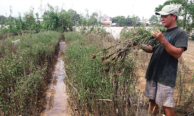Nông dân xã Phú Mậu (Phú Vang, TT-Huế) rầu rĩ bên ruộng hoa bị mất trắng, thối rũ do ngập lũ.