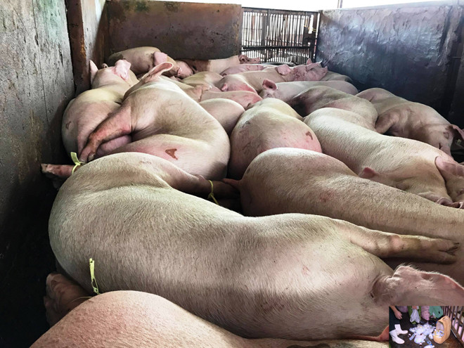 Heo bị tiêm thuốc an thầm nằm ngủ li bì tại lò mổ Xuyên Á (ảnh lớn). Các thiết bị tự chế và thuốc an thần để tiêm vào heo trước khi mổ (ảnh nhỏ). Ảnh: ngô bình.