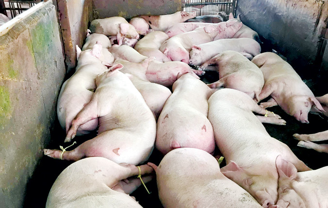 Lợn bị tiêm thuốc an thần tại lò mổ Xuyên Á. Ảnh: Ngô Bình.