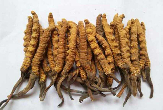  Đông trùng Hạ thảo trong tự nhiên dù rất đắt nhưng không có tác dụng chống ung thư như quảng cáo.