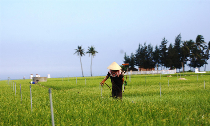 Vùng trồng tỏi ở Lý Sơn.