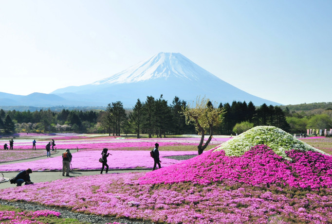 Vườn hoa nhìn ra núi Phú Sĩ. Ảnh: kyodo.