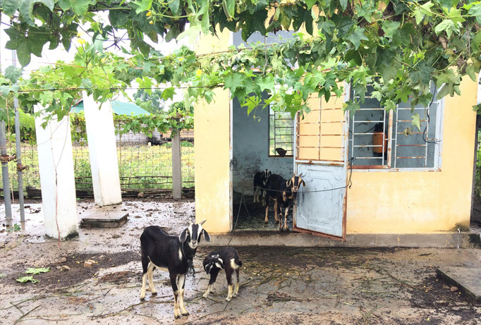 Người dân buôn Liêng, xã Chư Drăng tận dụng công trình nước sạch làm chuồng nuôi dê.