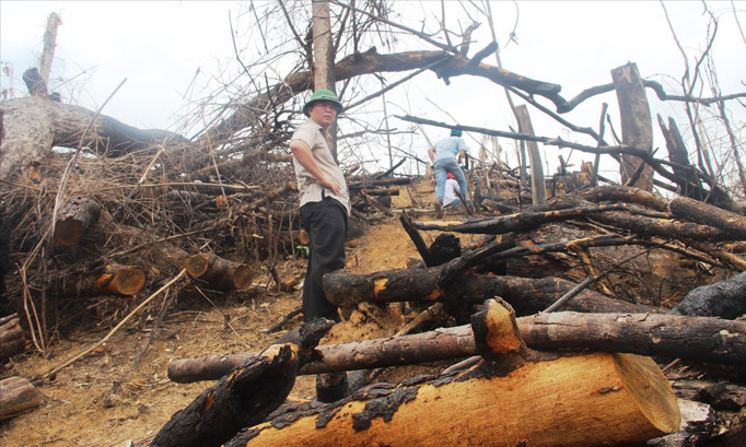 Hiện trường rừng phòng hộ Tiên Lãnh bị tàn phá​. Ảnh: H. Văn.
