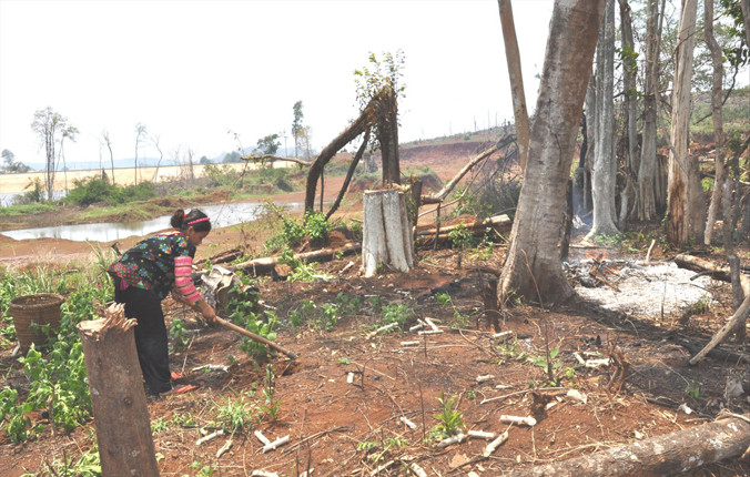Rừng được giao cho Công ty CP Kiến Trúc Mới bị người dân chặt phá làm nương rẫy. Ảnh: Lữ Hồ.