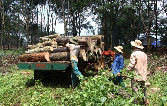 Gỗ cây cao su ngày càng khan hiếm.