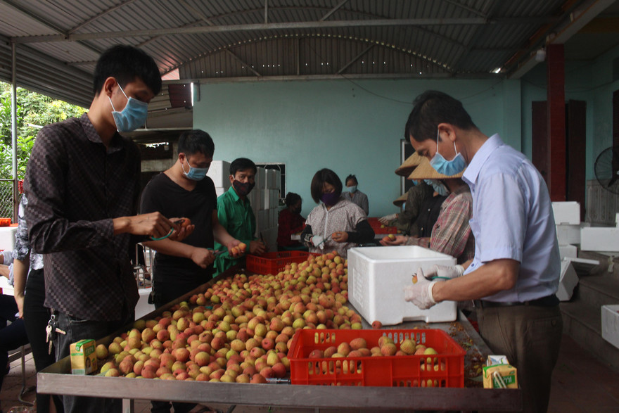 Tỉnh Bắc Giang tổ chức hội nghị trực tuyến tiêu thụ vải thiều ở trong và ngoài nước