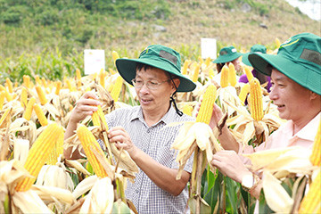 Giống ngô biến đổi gene 