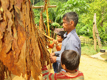 Ông Rôm cùng 2 đứa cháu ngoại của mình hong thuốc lá, thuốc lá ở thung lũng K- Ruông nổi tiếng khắp vùng và bán rất được giá. Đây là thứ hàng hóa chủ yếu để vợ chồng ông Rôm mang đi đổi những thứ còn thiếu khi đi ra ngoài. Ảnh: Hải lâm