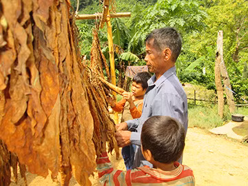 Ông Rôm cùng 2 đứa cháu ngoại của mình hong thuốc lá, thuốc lá ở thung lũng K- Ruông nổi tiếng khắp vùng và bán rất được giá. Đây là thứ hàng hóa chủ yếu để vợ chồng ông Rôm mang đi đổi những thứ còn thiếu khi đi ra ngoài. Ảnh: Hải lâm