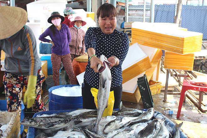 Cá bớp có trọng lượng từ 2-4kg chết hàng loạt khiến người dân thiệt hại hàng tỷ đồng. Ảnh: Nguyễn Ngọc.