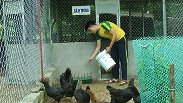 Sinh viên kinh tế Nguyễn Thanh Bình về quê (Yên Bái) khởi nghiệp với trang trại gà đen. Ảnh: T.D.
