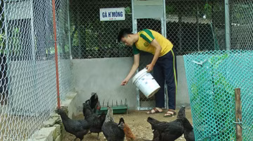 Sinh viên kinh tế Nguyễn Thanh Bình về quê (Yên Bái) khởi nghiệp với trang trại gà đen. Ảnh: T.D.