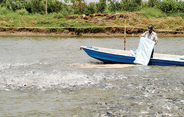 Nuôi cá tra ở Vĩnh Long. Ảnh: CK