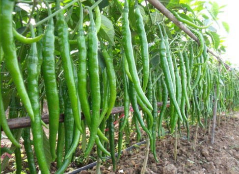 Tập đoàn CJ lên kế hoạch chuyển vùng nguyên liệu trồng ớt từ Trung Quốc về Việt Nam.