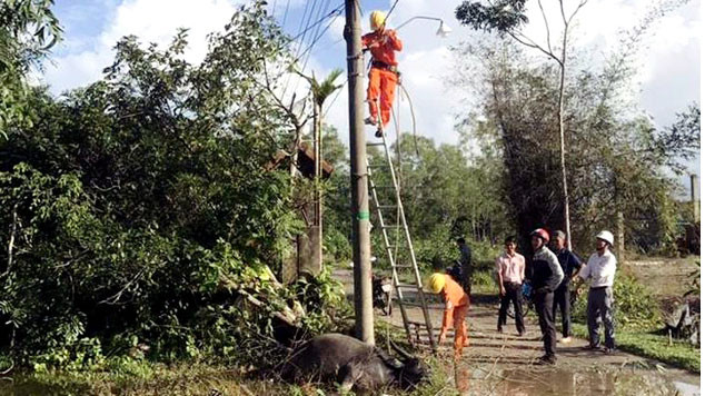 Hiện trường vụ con trâu bị điện giật chết xảy ra ở xã Lộc Tiến - Ảnh: Dân Việt