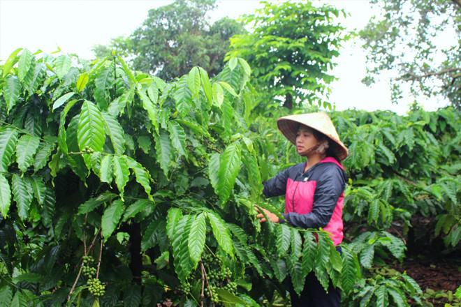 Vườn cà phê bạt ngàn của gia đình chị Khe