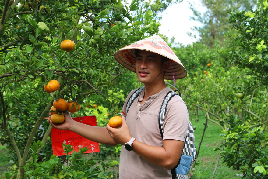Quýt hồng năm nay được dự báo khan hiếm hàng phục vụ Tết