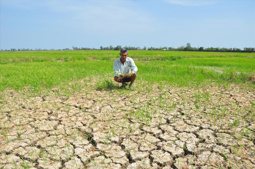 Nông dân trước cánh đồng khô cằn ở Sóc Trăng ẢNH: HÒA HỘI