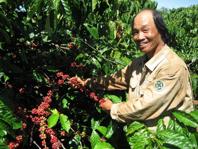 Người dân tỉnh Đắk Lắk thu hoạch cà phê