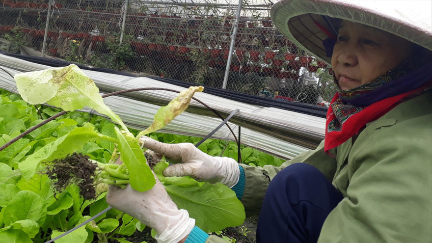 Mưa to thất thường trong dịp Tết khiến người trồng rau bị thiệt hại