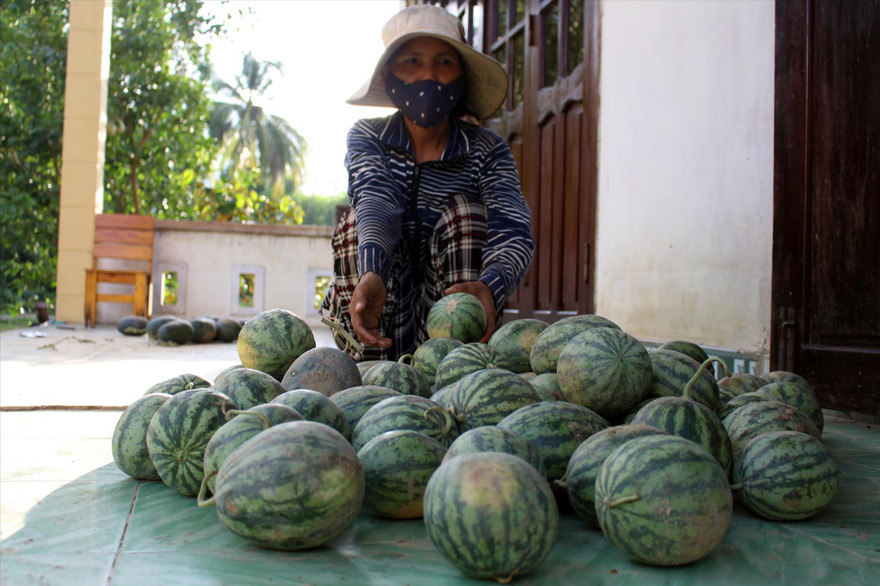 Bà Đặng Thị Kim Hoa ngậm ngùi vì trồng gần 1,5 mẫu dưa chỉ bán được 700 nghìn đồng, số dưa nhỏ chỉ đem đổ cho bò ăn Ảnh: Giang Thanh 