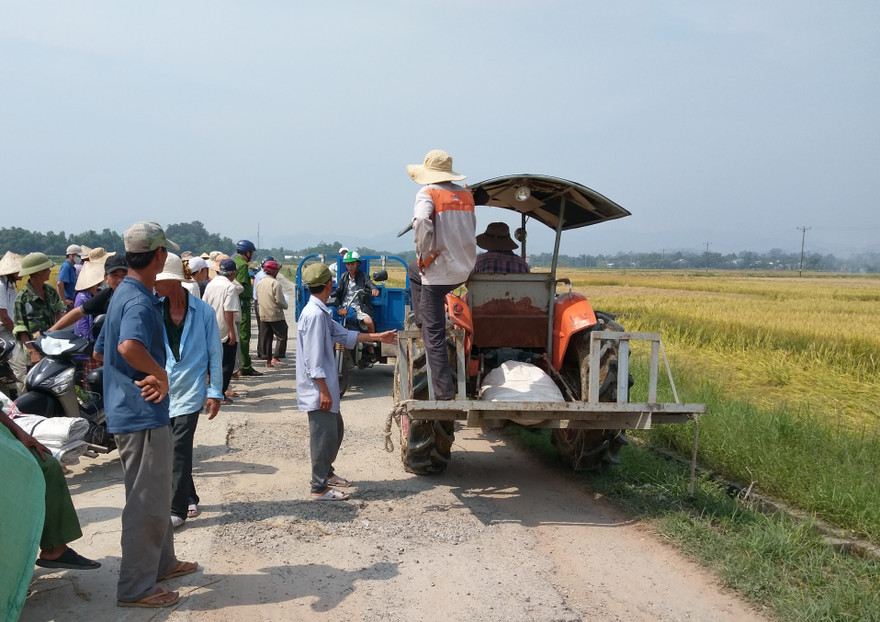 Nông dân Hương Long đổ ra đồng chầu chực chờ thuê máy gặt lúa