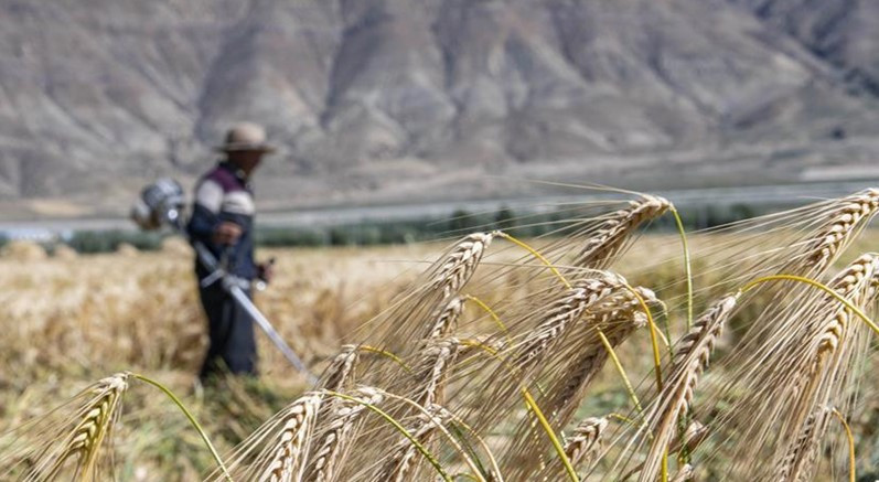 Lúa mạch là một trong những mặt hàng chủ lực của Australia
