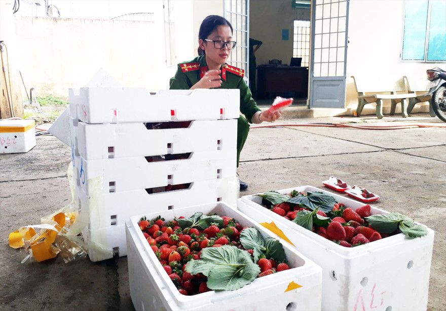 Kiểm đếm dâu tây nghi từ Trung Quốc nhập lậu vào Đà Lạt