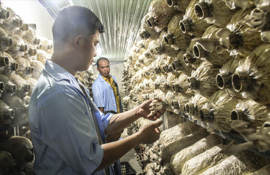 Mô hình trồng nấm bào ngư công nghệ 4.0 của nhóm bạn trẻ ở Bình Định Ảnh: Trương Định 